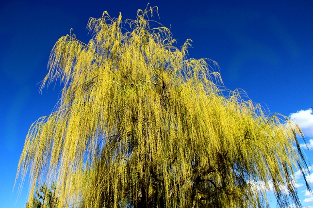Weeping Willow; 05-08-13; 6:20 PM; BYU-I Gardens; f/11; 1/500; Canon EOS REBEL T3i